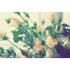 ruže - Moje fotografie - 