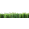 trava - Biljke - 