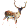 Deer - Illustrations - 