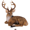 Deer - 动物 - 