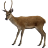 Deer - Životinje - 