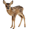 Deer - Animales - 