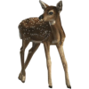 Deer - Animali - 
