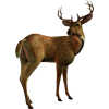 Deer - Животные - 