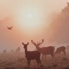 Deer at dawn - Zwierzęta - 