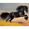 horse - Background - 