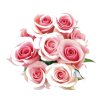 roses chunk - Rośliny - 
