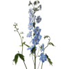 Delphiniums flower - Rascunhos - 