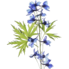 Delphiniums flower - Illustraciones - 