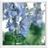 Delphiniums flower - イラスト - 