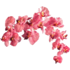Dk Pink blossoms - Uncategorized - 