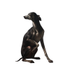 Dog - 动物 - 