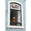 Dog in the window - Životinje - 