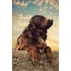 Dog photo for sets - Živali - 