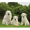 Dogs - Animales - 