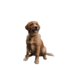 Dogs - 動物 - 