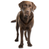 Dogs - Animals - 