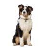 Dogs - 动物 - 