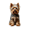 Dogs - 動物 - 