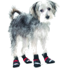 Dog with Socks on - Animals - 