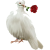 Dove - Animales - 