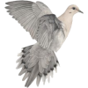 Dove - Animales - 