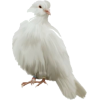 Dove - 动物 - 