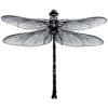 Dragonfly - Ilustracje - 