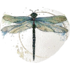 Dragonfly - Illustraciones - 
