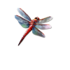 Dragonfly - Natural - 