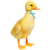 Duckling - Uncategorized - 