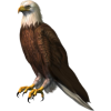 Eagle - Животные - 