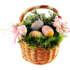 Easter Flower - Plants - 