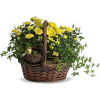 Easter basket - Растения - 