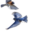 Eastern Bluebirds in flight - Živali - 