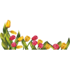 Easter tulips - イラスト - 