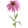 Echinacea flower isolated on white backg - Piante - 