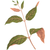 Echites Nutans leaves - Narava - 