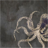 Hobotnica - My photos - 