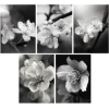 Flowers - Moje fotografie - 