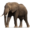 Elephant - Tiere - 