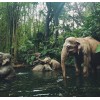 Elephants bathing - Životinje - 