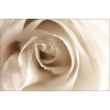 rose - My photos - 