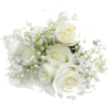 white roses - Pflanzen - 