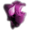 rose flower - Rośliny - 