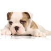 English bulldog puppy - 动物 - 