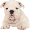 English bulldog puppy - Živali - 