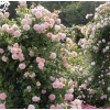 English Garden - Natura - 