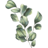 Eucalyptus - Rascunhos - 