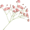 FRENCH FLOWERS - 饰品 - 